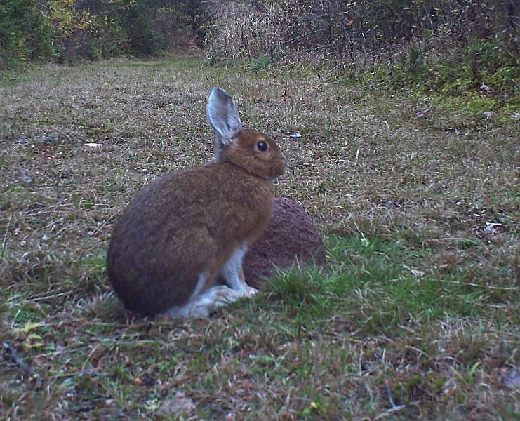 SnowshoeHare_102211_1726hrs.jpg - Snowshoe Hare (Lepus americanus)